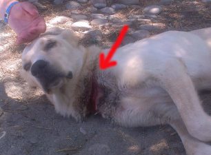 Χανιά: Οι Πολωνοί νοιάστηκαν για το σκυλί που υπέφερε στα Καμισιανά